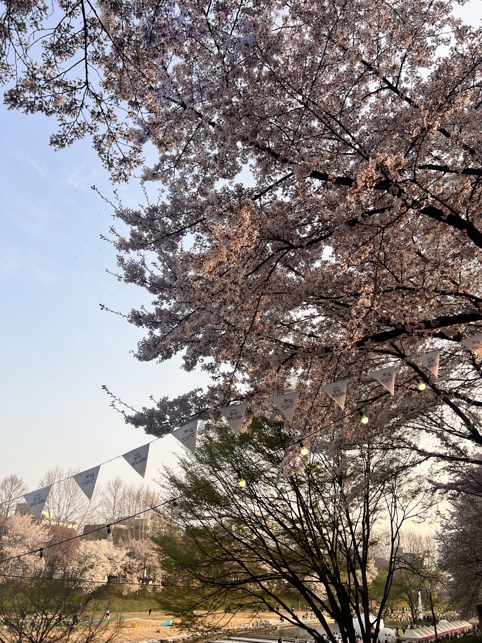 Seoul Cherry Blossom Festival