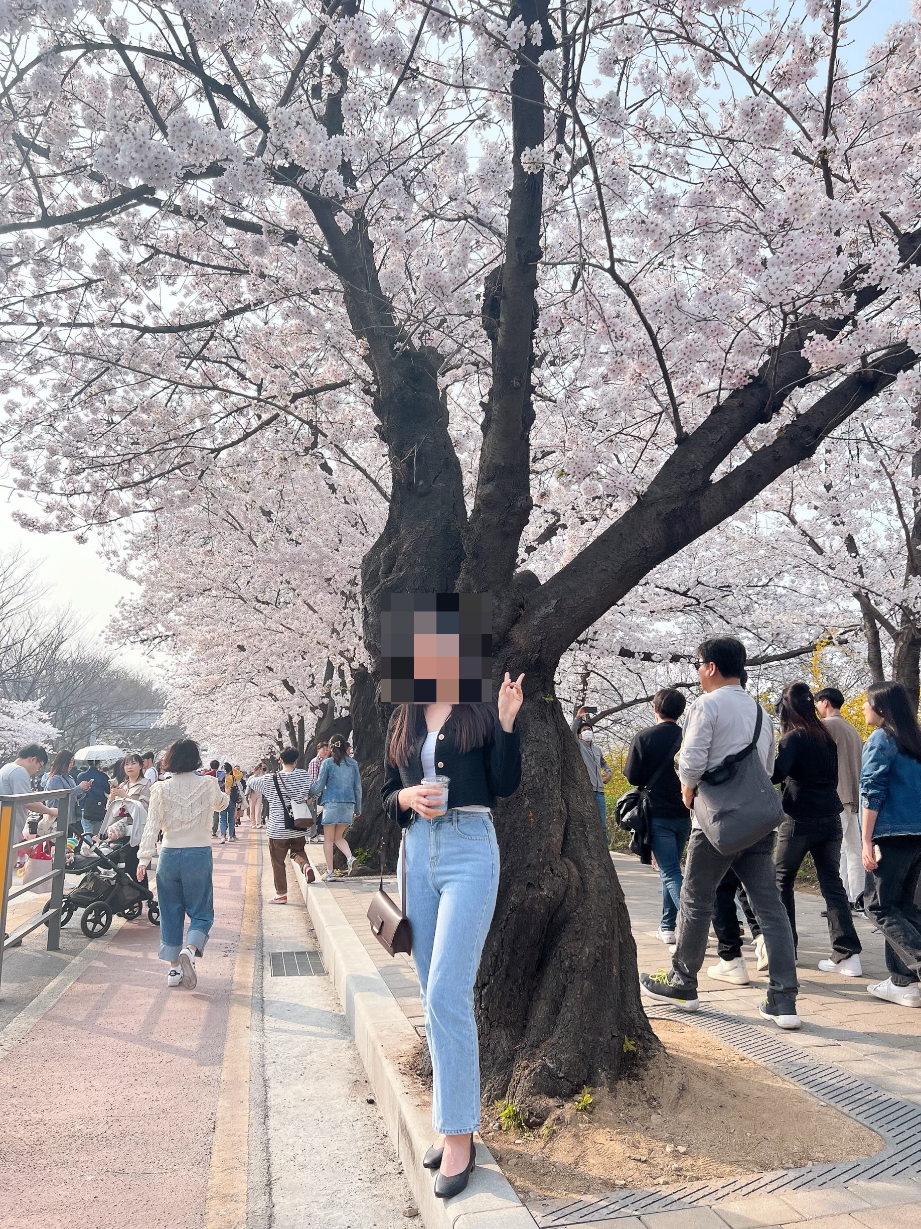 Yeouido Cherry Blossom Festival