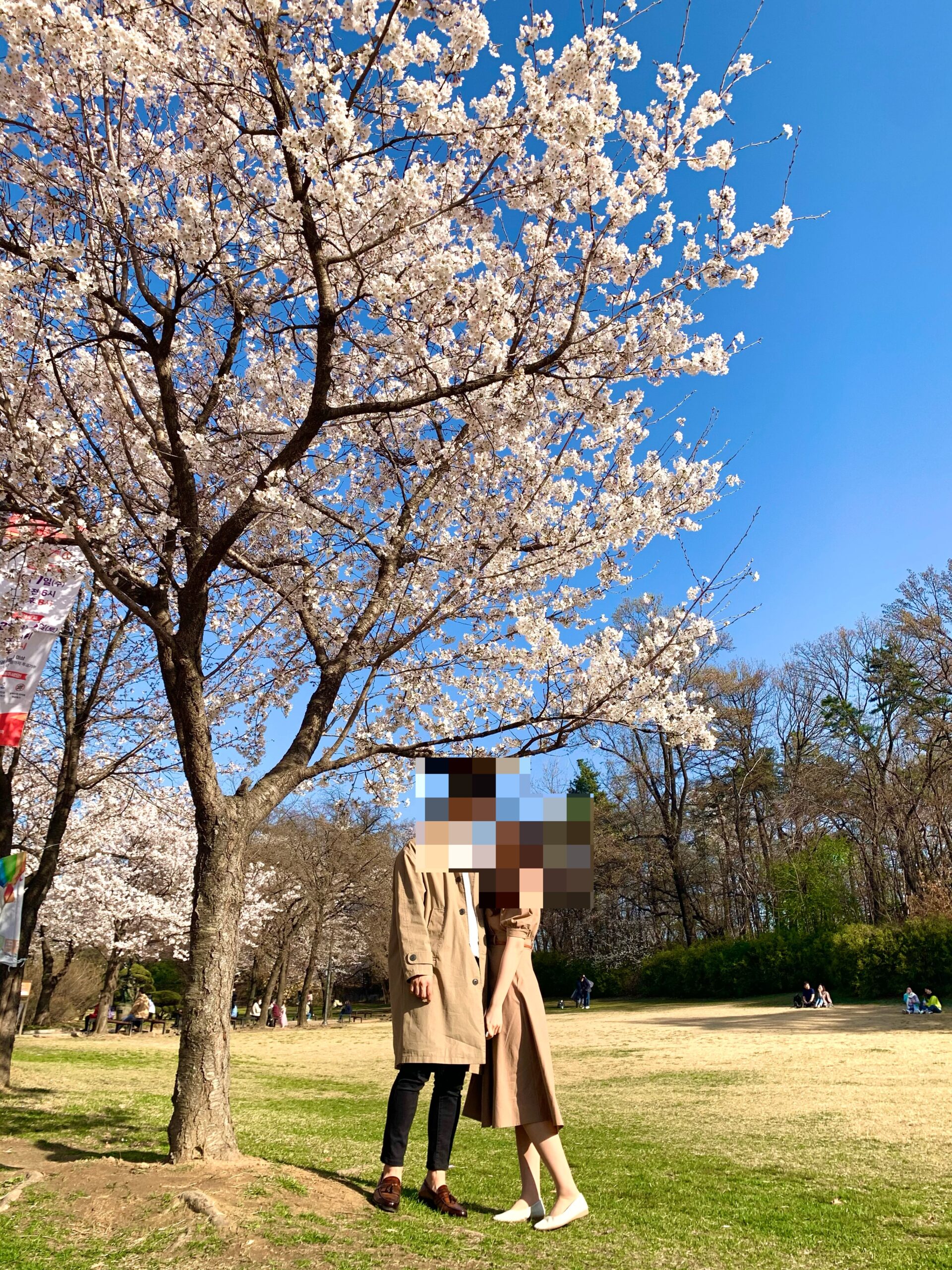 Seoul Cherry Blossom Festival